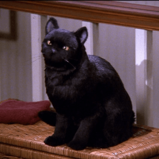 Salem, the black cat from the tv show, Sabrina the Teenage Witch